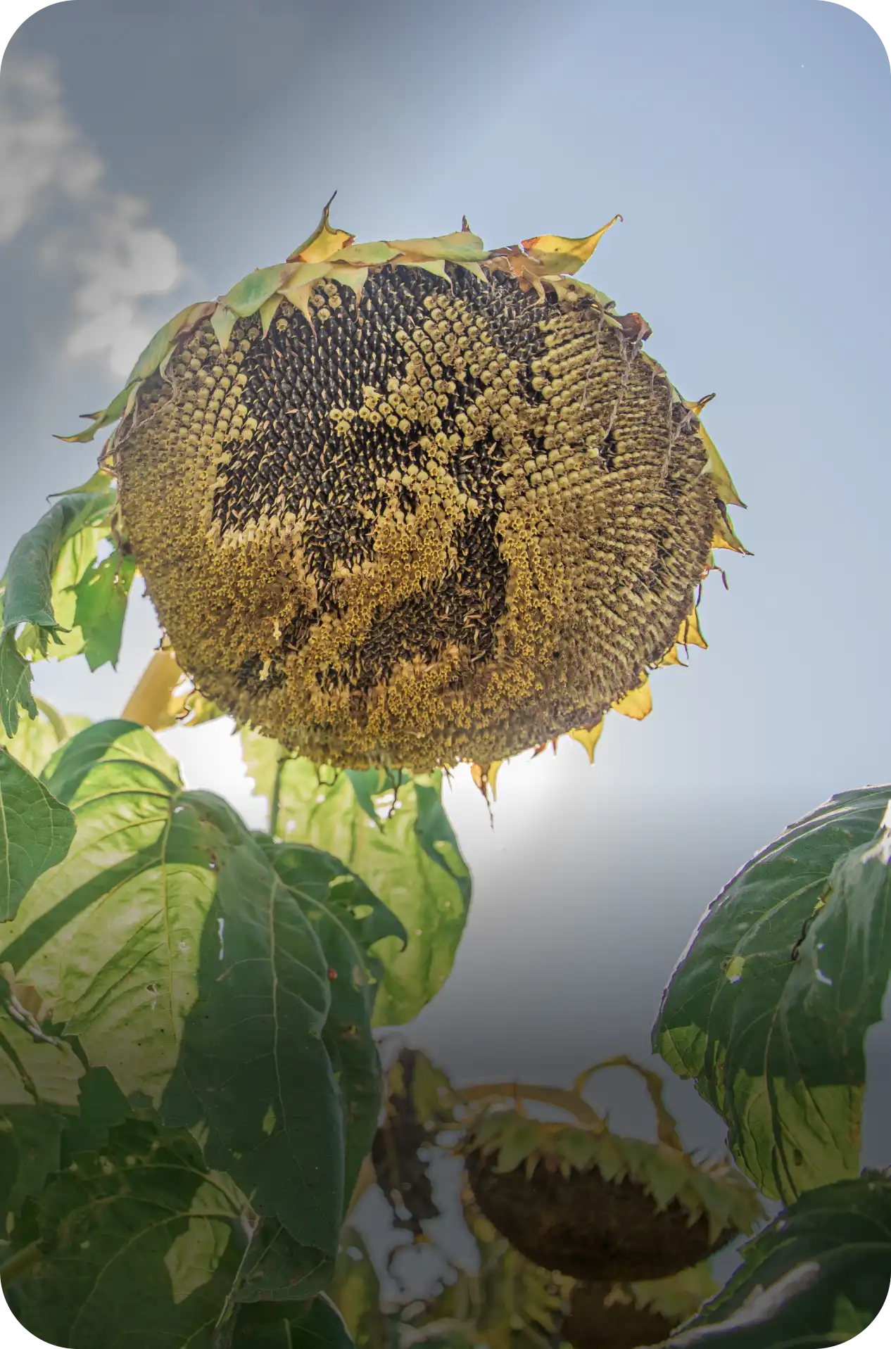 Girasol híbridos