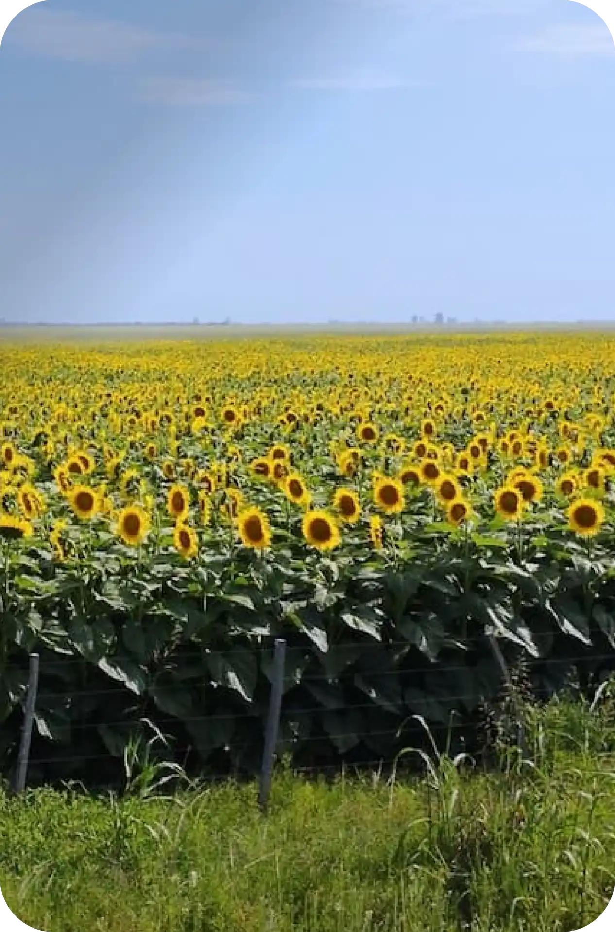 Girasol Córdoba