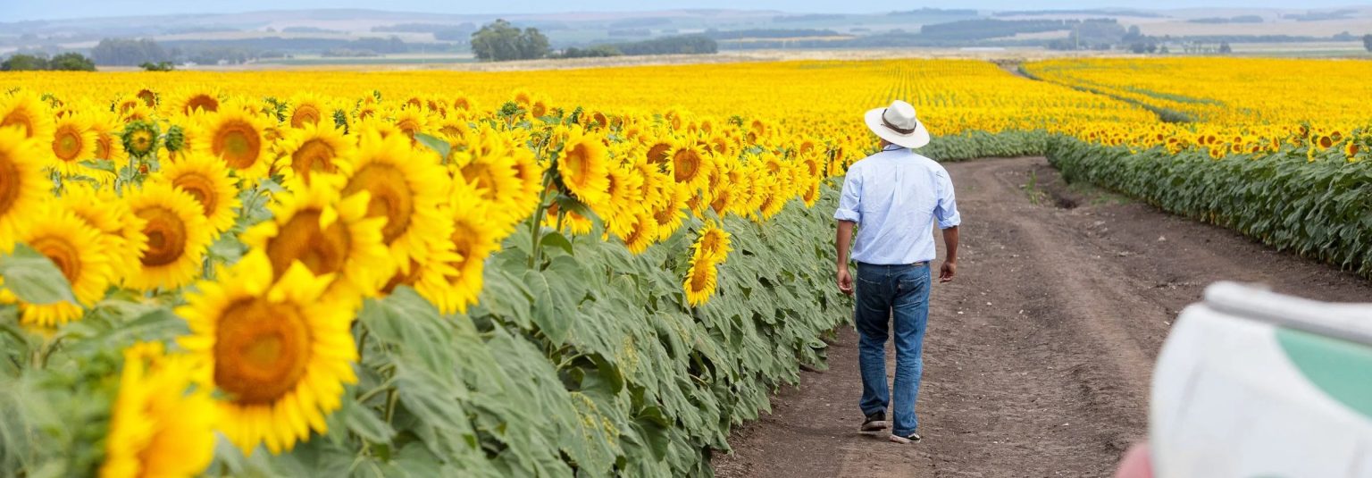 Lote de girasol con un asesor técnico NK recorriendo la línea de siembra